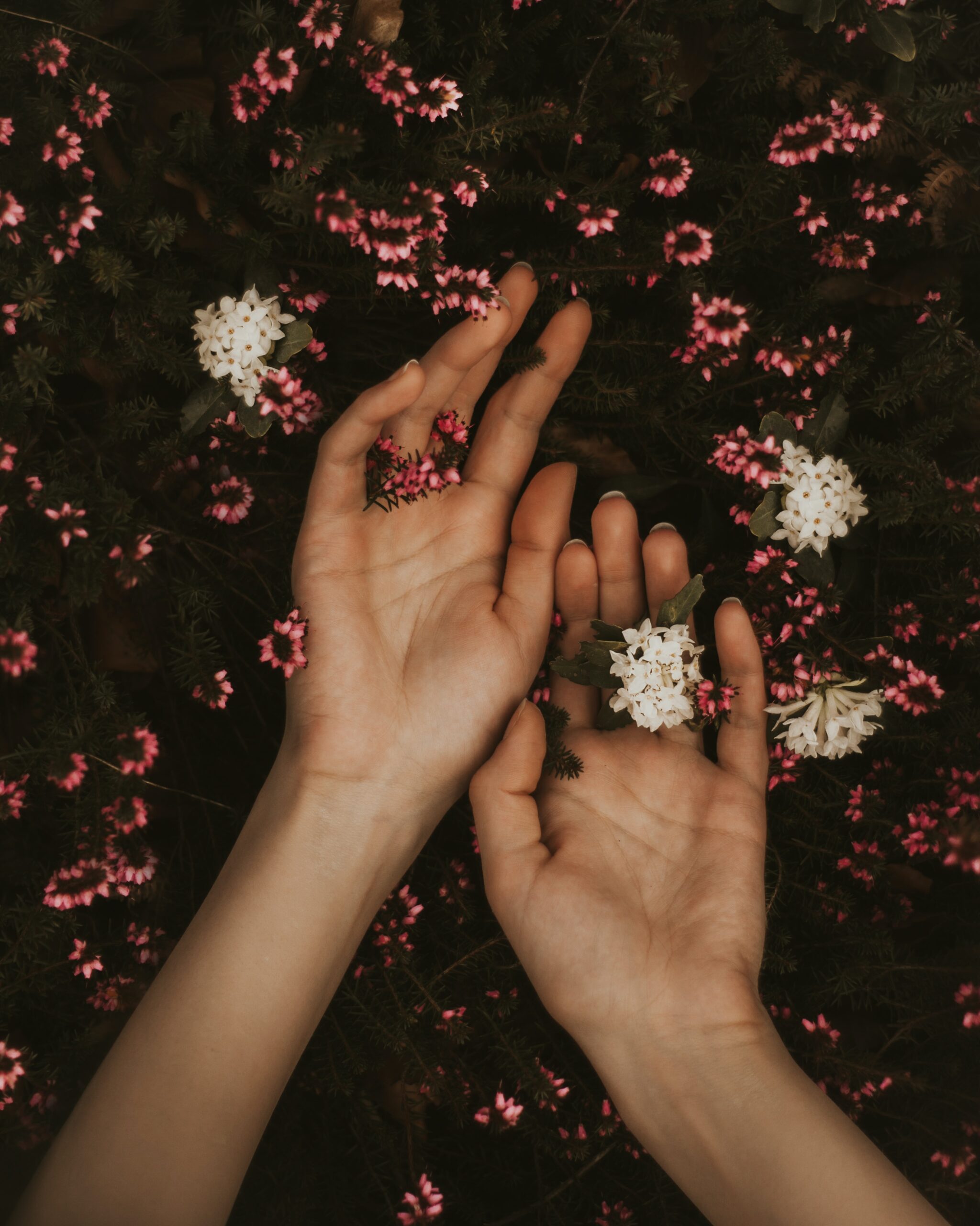 Two hands displayed flat against a dark background surrounded by small pink and white clustered flowers