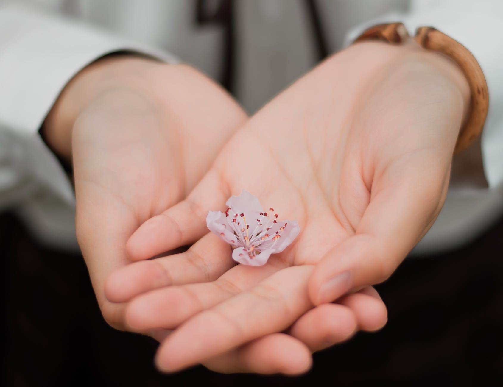 Small delicate pink flower held gently in cupped hands