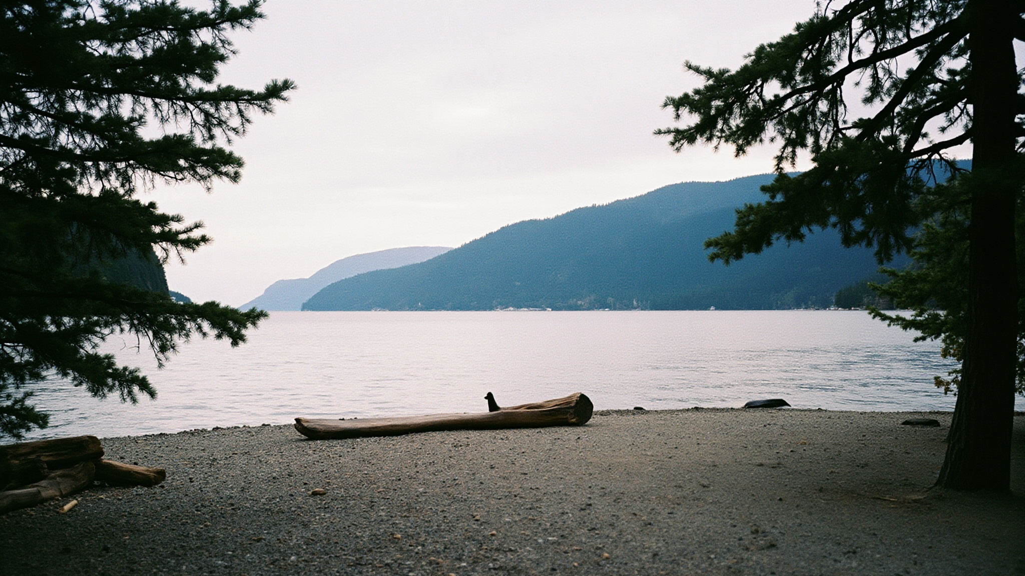 Hiking Trails Through Coastal Forest