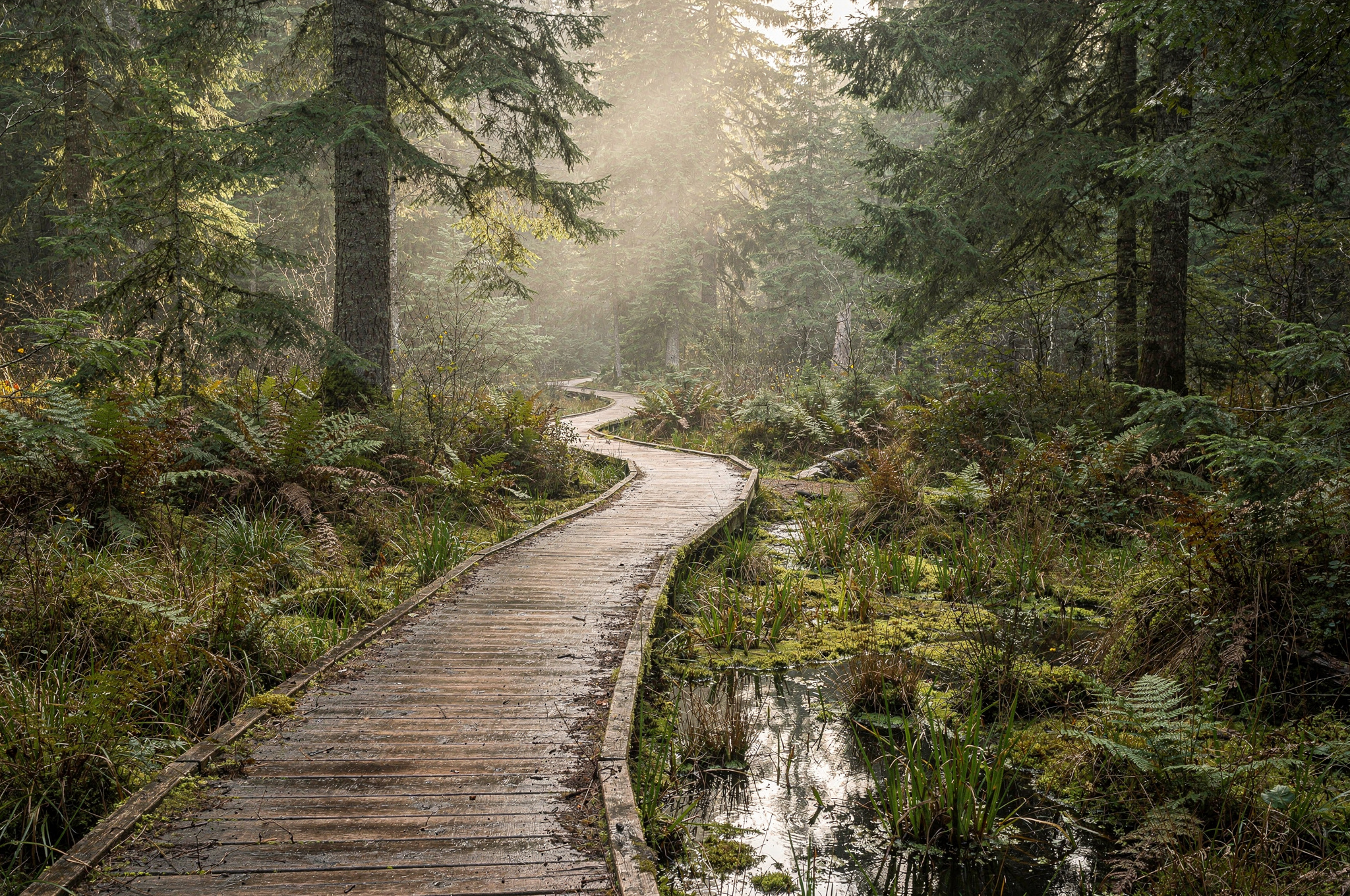Wooden boardwalk trail winding through a forested wetland