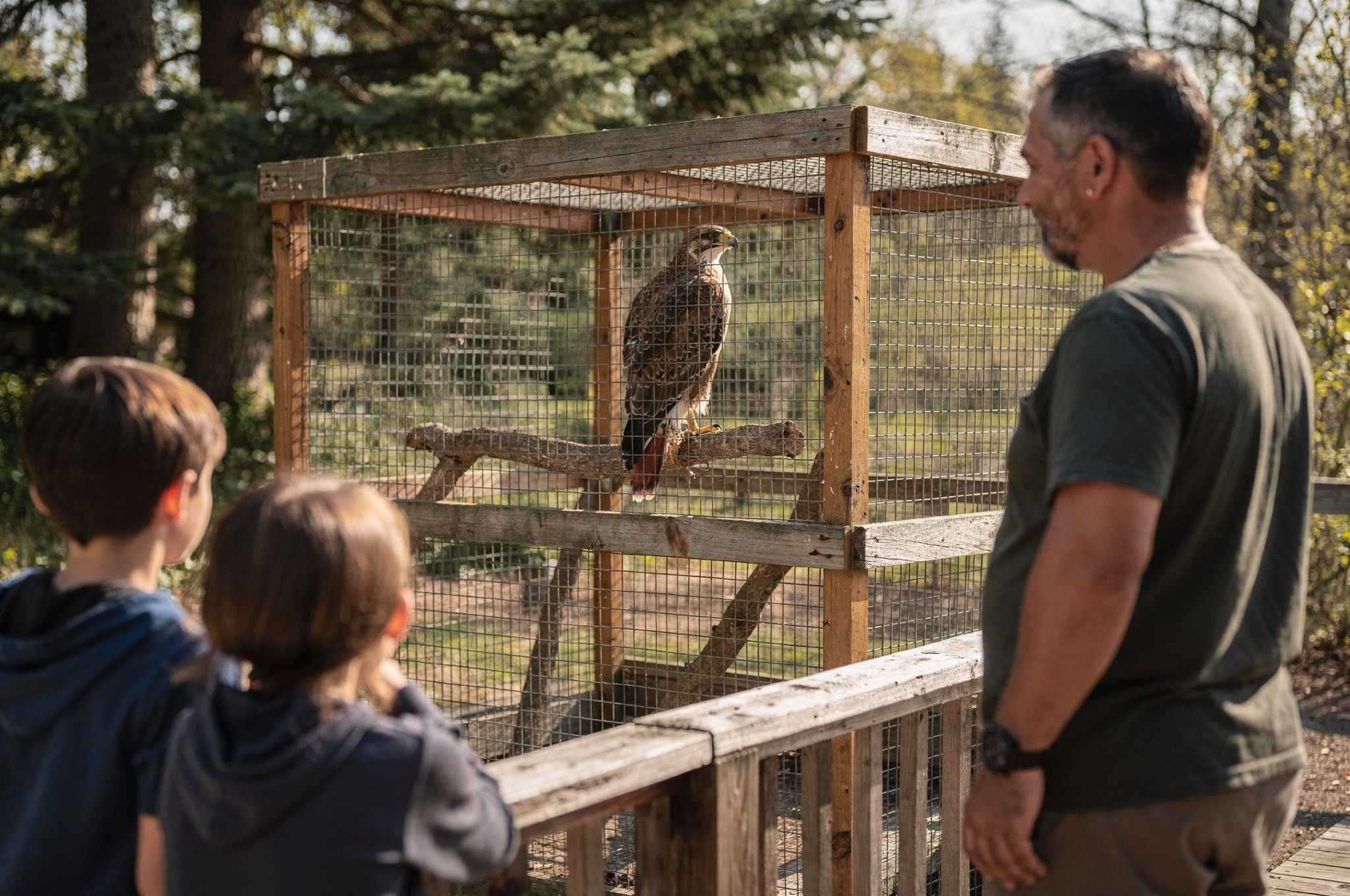 Family watching a hawk perched in an outdoor wildlife rehabilitation enclosure