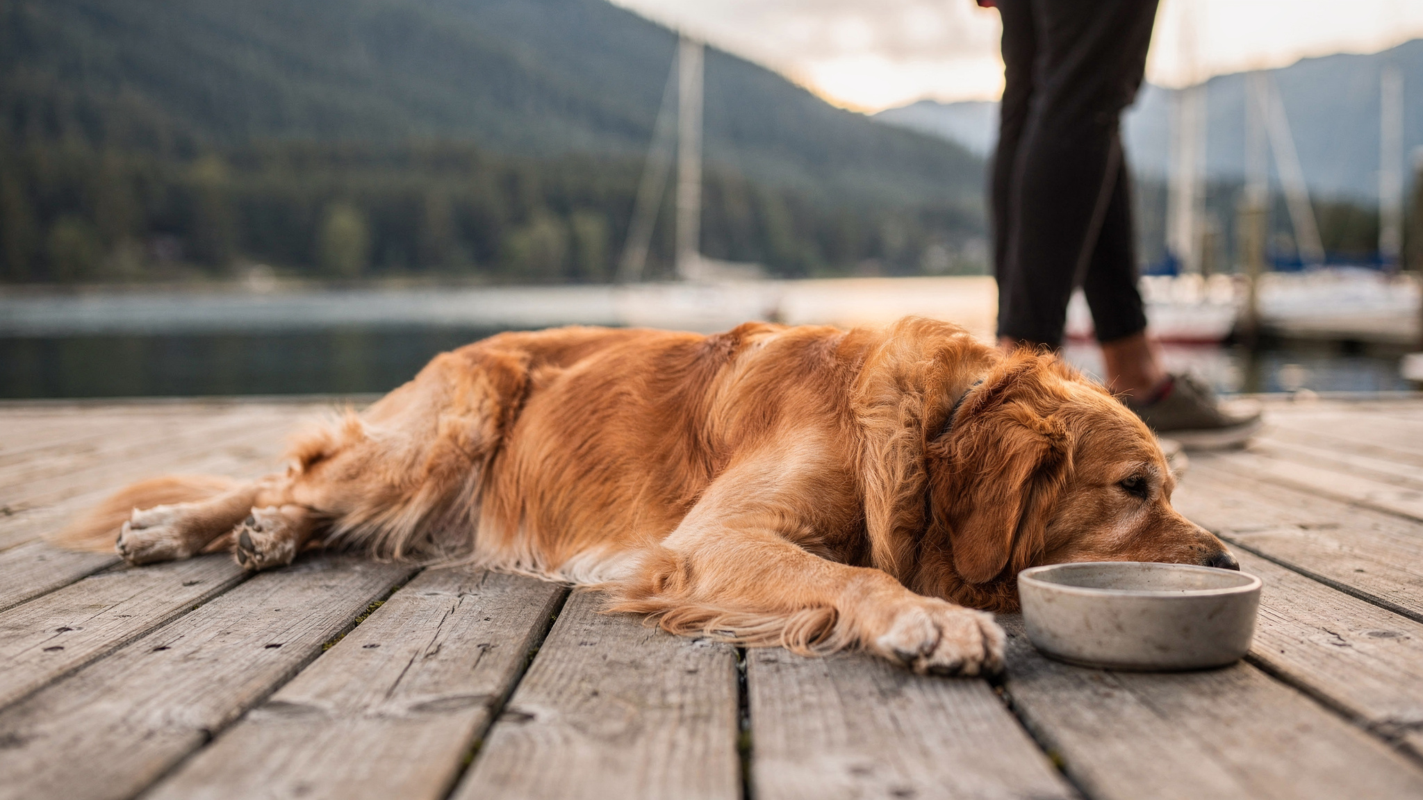 Golden retriever resting on a waterfront dock in Port Moody with sailboats and mountains in the background